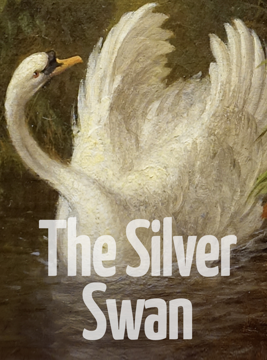 Silver Swan